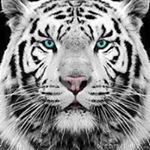 Profile Picture of Isaac Jensen (@isaacjensen1434) on Instagram
