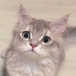 Profile Picture of 傻眼貓咪 (@catchou0317) on Instagram