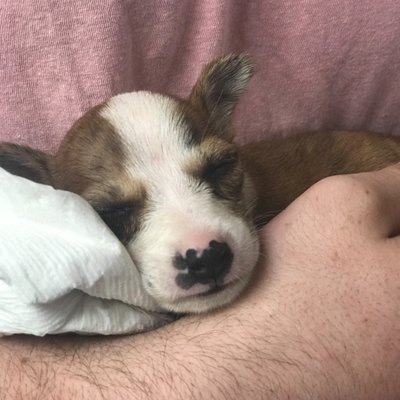 Profile Picture of Brent Freeman (@FreemanBrent) on Twitter
