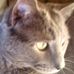 Profile Picture of Vincent Colapietro (@vincent.colapietro.35) on Facebook