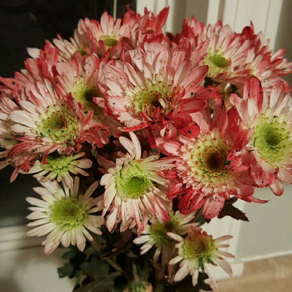 Nicole Demichael - Poshmark Profile Picture of Nicole Demichael (@nicole3128) on Poshmark