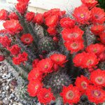 Profile Picture of Paula Tocker (@paulatocker) on Instagram