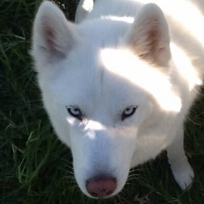 Matt Thomsen - Twitter Profile Picture of Matt Thomsen (@ThomsenMatt) on Twitter