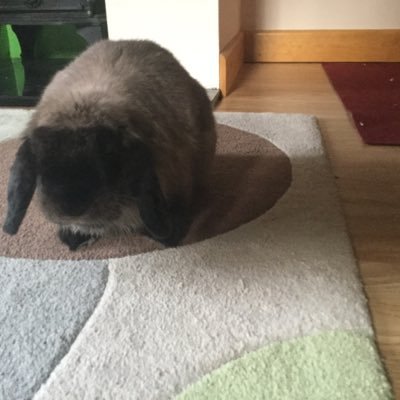 Profile Picture of Nettles (@bunnyrabbitcare) on Twitter