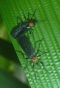 Profile Picture of Pleciaon Wikipedia