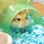 Profile Picture of Lil Pete Powers (@lilpetepowers) on Instagram