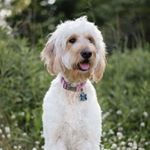 Profile Picture of Lily Chiepalich (@staygoldenlily) on Instagram