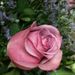 Profile Picture of Jennifer Phillips (@readalittlemore) on Pinterest