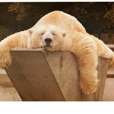 Profile Picture of Fabian Morales Bobadilla (@FabianMoralesB4) on Twitter