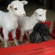 Profile Picture of Nancy Hanson (@nancyhanson2681) on Youtube