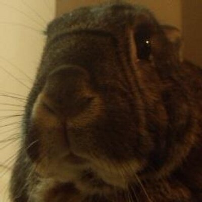 Profile Picture of Harold K. Bunn (@WonderBunHarry) on Twitter