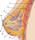 Profile Picture of Mammary gland - Wikipediaon Wikipedia