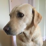 Chris Bevins - Instagram Profile Picture of Chris Bevins (@bevins7358) on Instagram