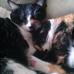 Profile Picture of Brian Kochanski (@DocBrianDC) on Twitter