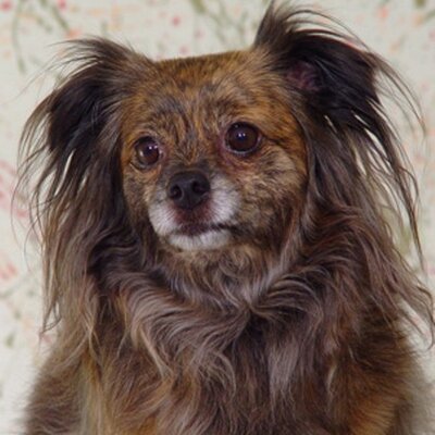 Profile Picture of Tom Frazee (@retsocref) on Twitter