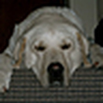 Profile Picture of Nick (@big nicky) on Flickr