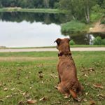 Profile Picture of Tim & Laiz (@tim_laiz_rover_dogsitters) on Instagram