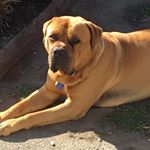 Profile Picture of Andrew Craggs (@craggdog) on Instagram