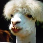 Profile Picture of Max Barker Swift (@maxbs529) on Instagram