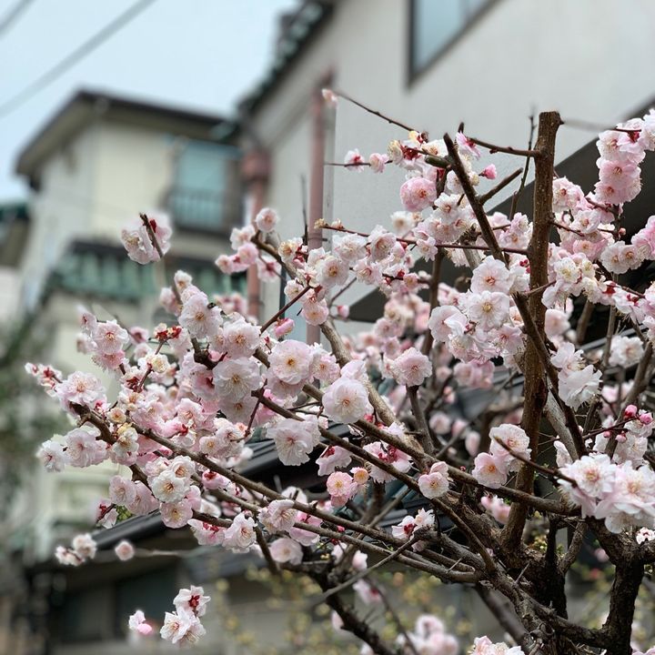 Profile Picture of jo (@josephinechiu_) on Tiktok