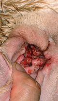 Profile Picture of Otitis externa in animalson Wikipedia