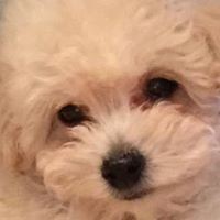 Profile Picture of Laurie Flynn Pasick (@laurie-flynn-pasick) on Quora
