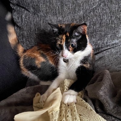 Profile Picture of Alison Jefferies (@Alisonjefferie7) on Twitter