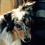 Profile Picture of Robert Reavis (@dishking) on Instagram