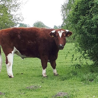 Profile Picture of M H (@henkelman_mike) on Twitter