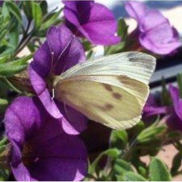 Profile Picture of Stephanie Kracht (@molikini63) on Poshmark