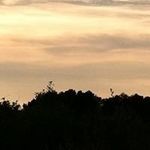 Profile Picture of Ginger Rudisail (@gg_ginger_george) on Instagram