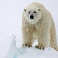 Profile Picture of Polar Bear Panda (@PolarBearPanda2) on Twitter