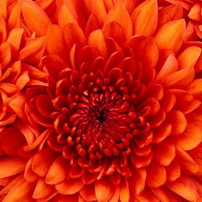 Profile Picture of silvana ferrante (@silvanaperptua1) on Twitter
