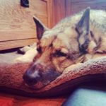 Profile Picture of Toby The German Shepard (@toby_the_shepard) on Instagram