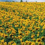 Profile Picture of Joanne_Fink (@joanne_finku) on Instagram