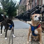 Profile Picture of Craig Herrera (@doggonecooperandriley) on Instagram