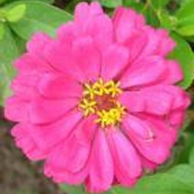 Profile Picture of Chloe Conrad (@chloeconrad) on Twitter