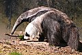 Profile Picture of Giant anteateron Wikipedia