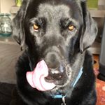 Profile Picture of Julia Cleary (@blackdogmomma) on Instagram