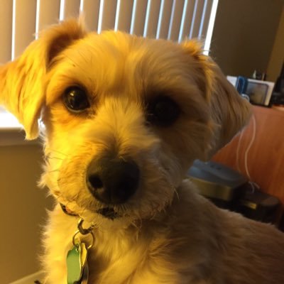 Profile Picture of James Lipson (@jlipson2001) on Twitter