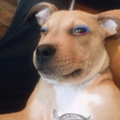 Profile Picture of Allen Ginsberg JC (@AllenGTruman) on Twitter