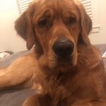 Profile Picture of Rick Swarthout (@rickswarthout) on Instagram