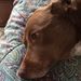 Profile Picture of Dawn Shiflett (@dawncshiflett) on Pinterest