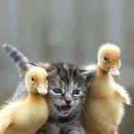 Adam Kaila - Facebook Profile Picture of Adam Kaila (@Adam-Kaila) on Facebook