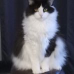 Profile Picture of Daniel Pregent (@Daniel-Pregent) on Facebook