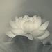 Profile Picture of Barbara Metcalf (@barbara8487) on Pinterest