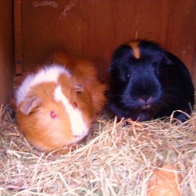 Profile Picture of Connie Markham (@piggy_palace) on Twitter