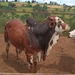 Profile Picture of Joel Barra (@Joel-Barra) on Facebook