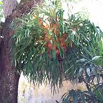 Profile Picture of Isabel Matamoros Diaz (@isamadiaz) on Instagram