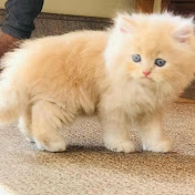 Profile Picture of Lijo John (@Lijojohn1603) on Youtube